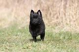 SCHIPPERKE 372